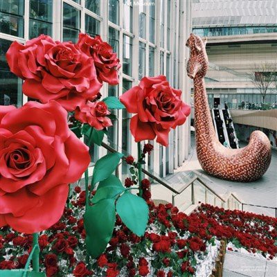 Valentýnská květina